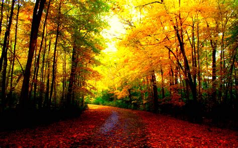 autumn backdrop|beautiful autumn background images.